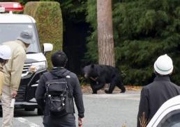 [재팬 룸] 곰 공포 커지는 日…7개월간 196명 사상, 경찰·자위대 총출동