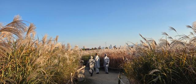 억새밭을 거닐며 가을을 만끽하다 사진저자 제공
