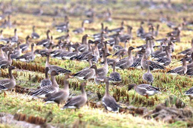 Rising avian flu threat prompts expanded controls at Korean poultry farms