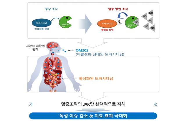 K-MEDI hub가 ㈜옴니아메드의 궤양성 대장염 치료제 후보물질인 ‘OM202’의 전주기 개발을 지원하며 후보물질 ‘OM202’ 모식도이다 사진케이메디허브