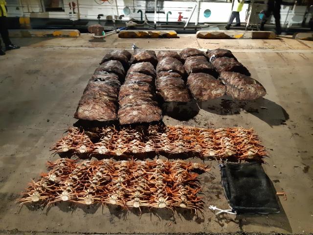 암컷대게일명 빵게 사진동해해경청