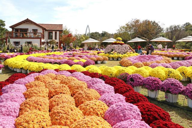 임실치즈테마파크에 만발한 국화사진임실군