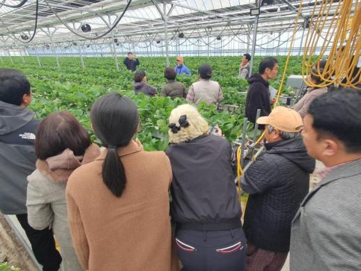 함평군, 전남 TOP 딸기 경영모델 실용화 사업 연시회 성료