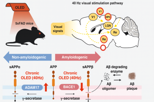 KAIST study finds red OLED light can reduce Alzheimers protein and improve memory