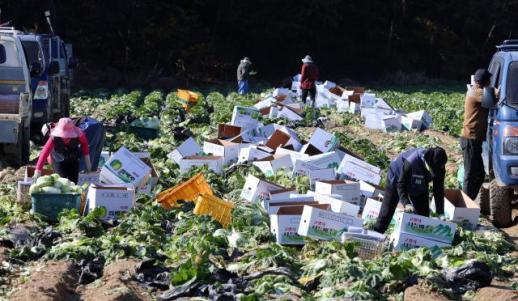 腌制辛奇旺季 大白菜收获正当时