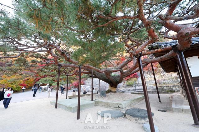 14일 서울특별시 종로구 부암동 석파정에 천세송이 위치하고 있다 AJP Yoo Na-hyun