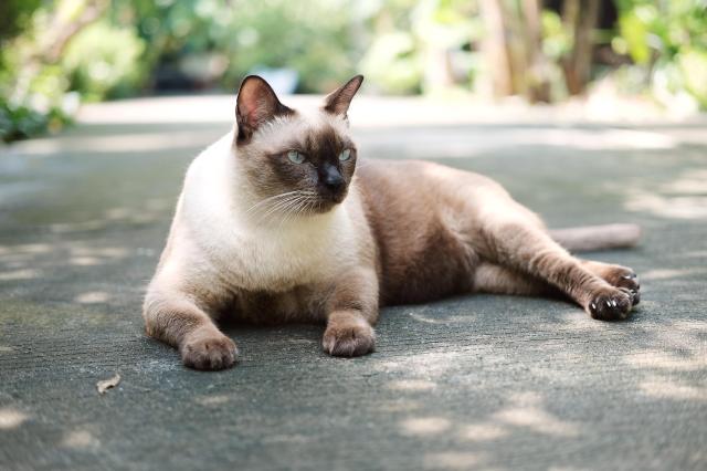 태국 고양이 사진게티이미지