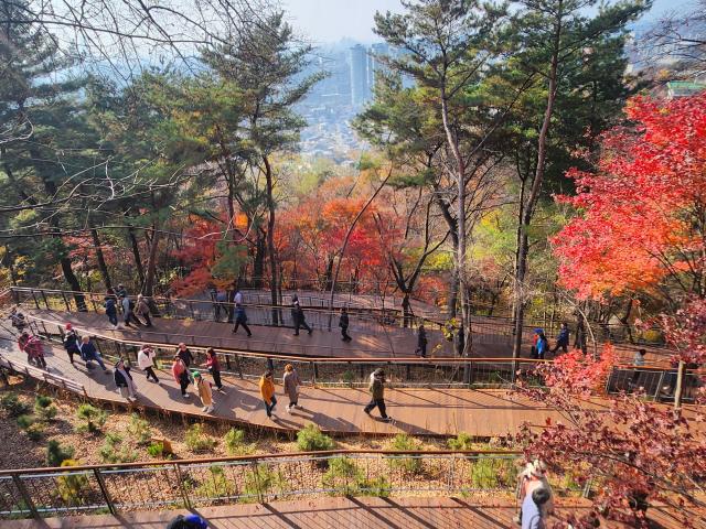 지난달 25일 조성된 남산하늘 숲길이 개방 한달만에 9만명의 방문객이 찾아 서울의 새 자연명소로 떠오르고 있다사진서울시 