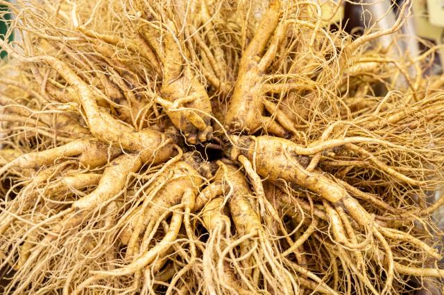 금산인삼 사진충남문화관광재단