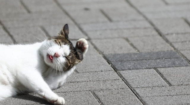 추위에 자동차 엔진룸 찾는 길고양이…"시동 전 똑똑"