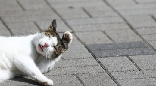 檢, 패스트트랙 충돌도 항소 포기…한국당 지도부 사실상 벌금형