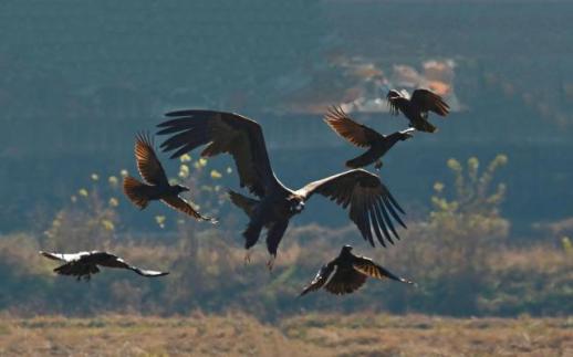 겨울철새 지키고 공예작가 키우는 김해