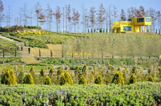 신안군 꽃길 따라 걸으면 황금빛 행운 2025 아자니아 꽃축제 개최