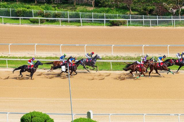 렛츠런파크 부산경남 경마 장면사진렛츠런파크 부산경남