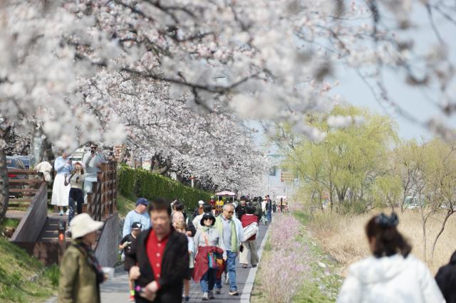 강릉 벚꽃 축제 사진강릉시