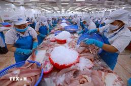 베트남산 수산물 수입 늘어난 韓…새우·오징어 쌍끌이 성장