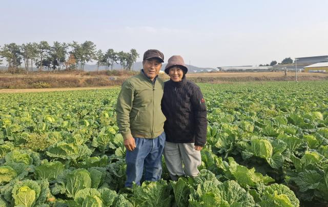 전라남도는 12월의 친환경농산물로 ‘무안 배추’를 선정했다사진전남도