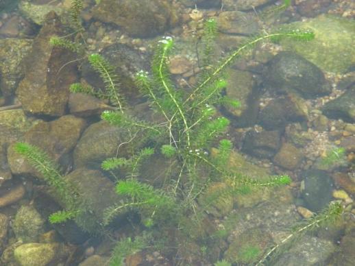 낙동강생물자원관, 담수식물 검정말에서 멜라닌 합성 촉진 효과 확인