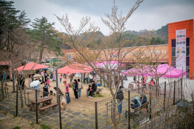 강릉시 유기동물 입양률 도내 1위 사진강릉시