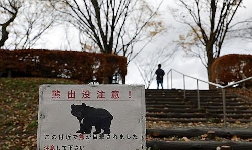 日 곰 습격 사상자 역대 최다… 8개월간 피해자 230명
