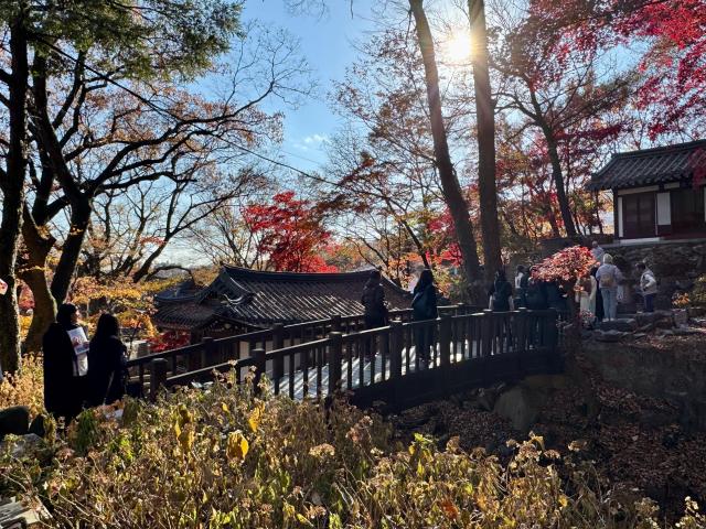 길상사에서는 붉은 단풍과 나뭇가지 사이로 비치는 햇살 그리고 시간이 멈춘 듯한 고요함을 느낄 수 있다 사진강상헌 기자