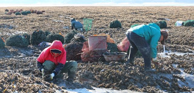 牡蛎正当季 仁川渔民采收忙