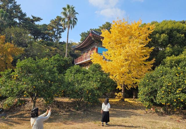 Tourists stroll through Yakcheonsa Temple in Seogwipo Jeju on Dec 7 2025 Yonhap