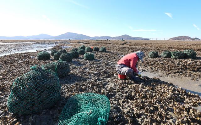 PHOTOS: Yeongjong tidal flats busy with oyster harvesting