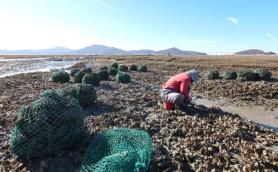 PHOTOS: Yeongjong tidal flats busy with oyster harvesting