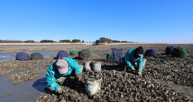 Fishermen harvest oysters on the tidal flats of Yeongjong Island Incheon on Dec 8 2025 Yonhap