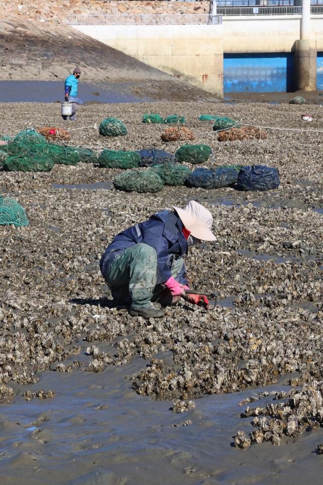 Fishermen harvest oysters on the tidal flats of Yeongjong Island Incheon on Dec 8 2025 Yonhap