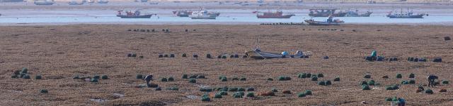Fishermen harvest oysters on the tidal flats of Yeongjong Island Incheon on Dec 8 2025 Yonhap