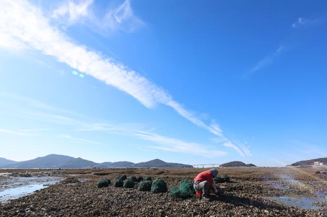 Fishermen harvest oysters on the tidal flats of Yeongjong Island Incheon on Dec 8 2025 Yonhap