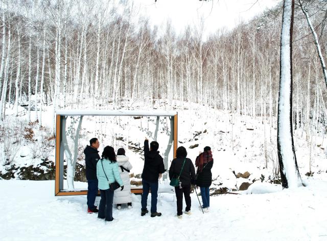 영양자작나무숲 겨울 풍경 사진경상북도