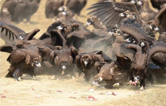경기 파주 독수리 식당 먼 북쪽에서 날아와 지치고 배고픈 독수리들이 지역 보존 단체가 마련해준 고기를 먹어 치우고 있다사진임진강생태보존회