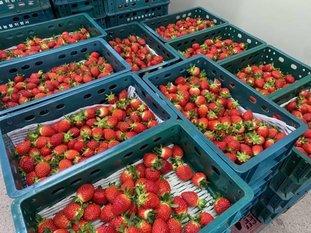 화순딸기 설향이 이번 달에 본격 출하된다 사진화순군