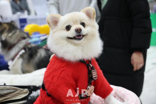 12일 서울 강남구 대치동 세텍에서 열린 크리스마스 서울 펫쇼에서 관람객들이 반려동물용품을 살펴보고 있다. AJP Yoo Na-hyun
