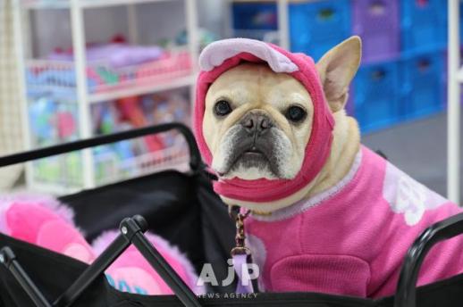 PHOTOS: Pet fair underway in Seoul
