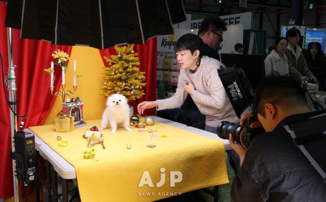 12일 서울 강남구 대치동 세텍에서 열린 크리스마스 서울 펫쇼에서 반려견이 기념촬영을 하고 있다 AJP Yoo Na-hyun