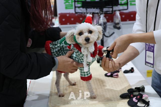 12일 서울 강남구 대치동 세텍에서 열린 크리스마스 서울 펫쇼에서 반려견이 용품을 체험해보고 있다 AJP Yoo Na-hyun