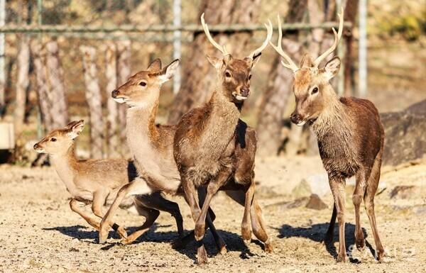 서울 노원구 육군사관학교에서 서식 중인 사슴 사진육사신보 갈무리