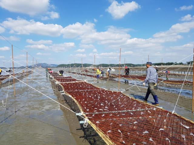 Korean seaweed rides high as U.S. tariff exemption adds fuel to export boom