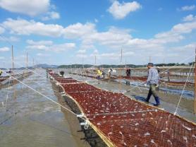 Korean seaweed rides high as U.S. tariff exemption adds fuel to export boom