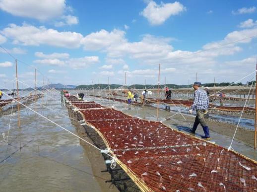 Korean seaweed rides high as U.S. tariff exemption adds fuel to export boom