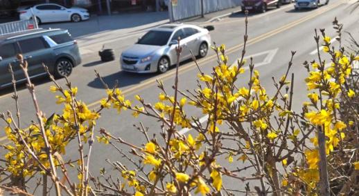 冬至未至 连翘绽放