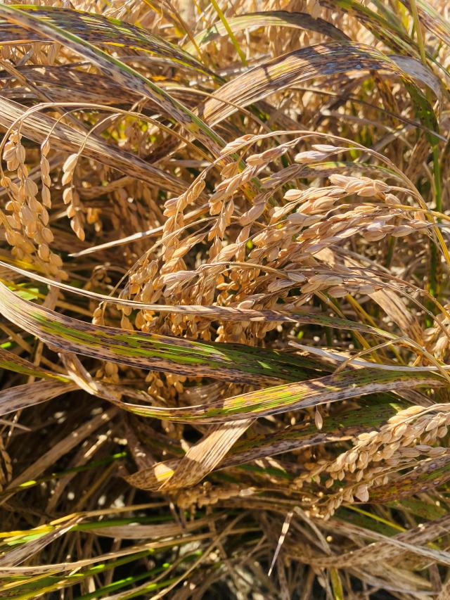 전라남도는 지난 79월 이상고온과 잦은 강우에 따른 대규모 벼 깨씨무늬병 피해 복구비로 183억 원을 확정 피해 농가에 순차 지급한다사진전남도