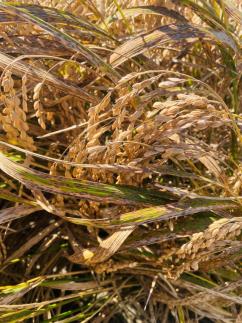 전남도, 벼 깨씨무늬병 피해 복구비 183억 확정