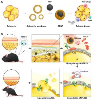 Sookmyung Womens University team develops light-activated technology to break down fat