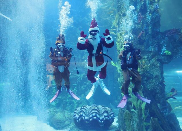 水下圣诞秀！乐天水族馆迎接圣诞季