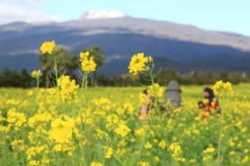 PHOTOS: Canola flowers in full bloom in Jeju